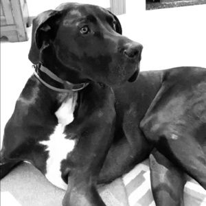 Meet your Posher, Maddie